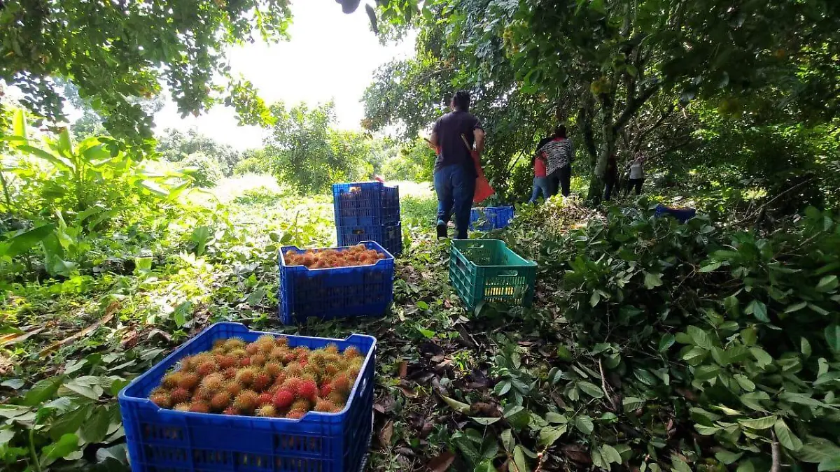 rambután recolectado